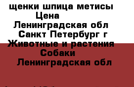 щенки шпица метисы › Цена ­ 4 000 - Ленинградская обл., Санкт-Петербург г. Животные и растения » Собаки   . Ленинградская обл.